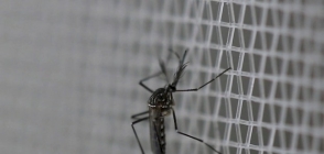 Dengue: Mombaça acumula maior número de casos confirmados no Sertão Central