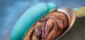 Embrião de dinossauro perfeito é encontrado em ovo fossilizado na China