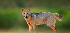 ICMBio lança plataforma com dados sobre espécies ameaçadas de extinção