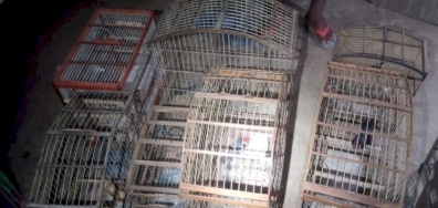 Polícia Militar apreende 29 pássaros silvestres mantidos ilegalmente em cativeiro em Canindé