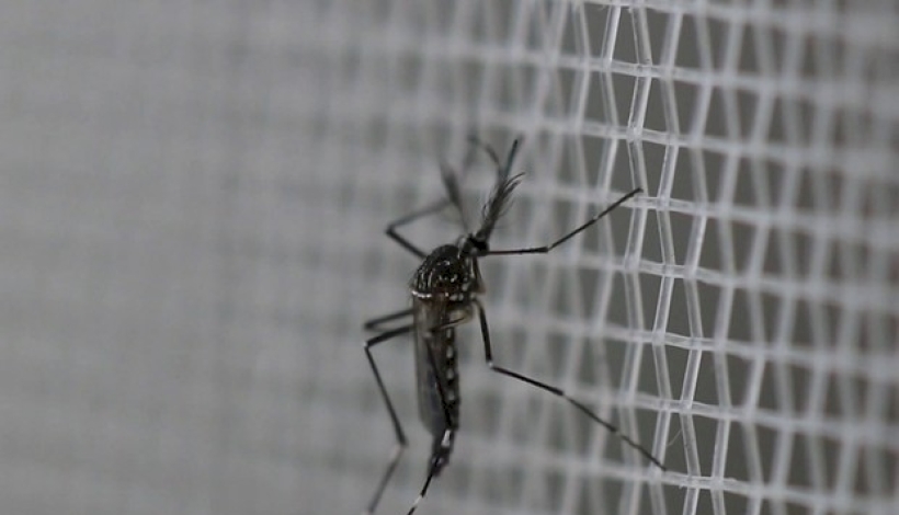 Mosquito causador da dengue, Aedes Aegipty 