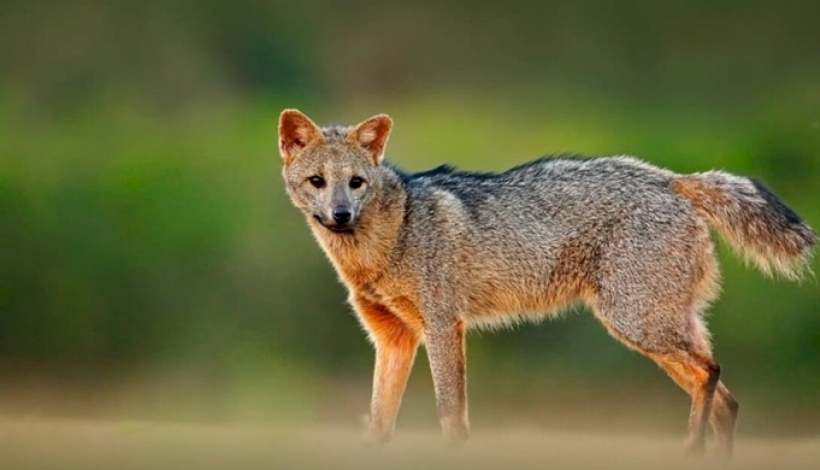 ICMBio lança plataforma com dados sobre espécies ameaçadas de extinção